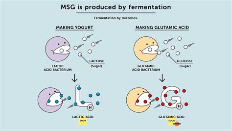 what dose msg mean|Monosodium glutamate (MSG): What it is, and why。